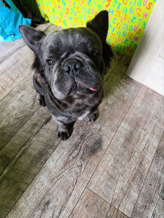 Загубили собаку, французький бульдог просьба вернуть за большое вознаг