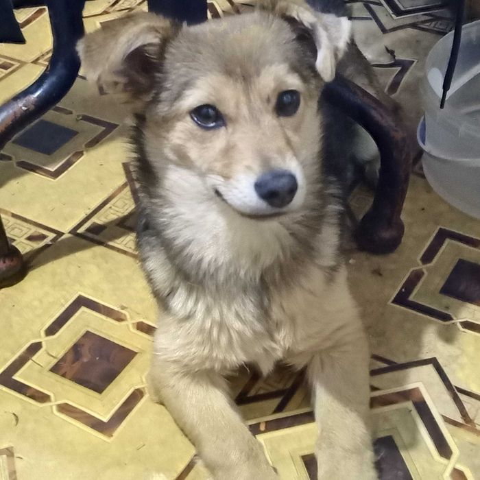 Маленька стерильна собака