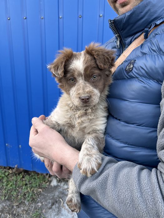 Собачка безкоштовно