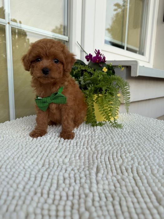 Piesek Maltipoo z metryką