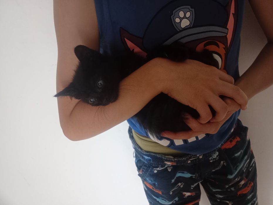 Gatinhos bebés para adoção