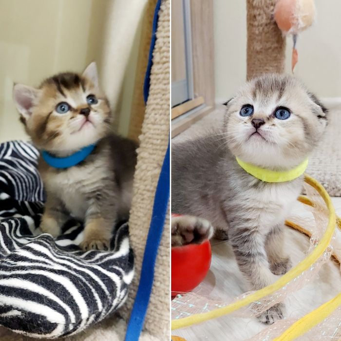 Золота Шиншила  дівчатка та хлопчики