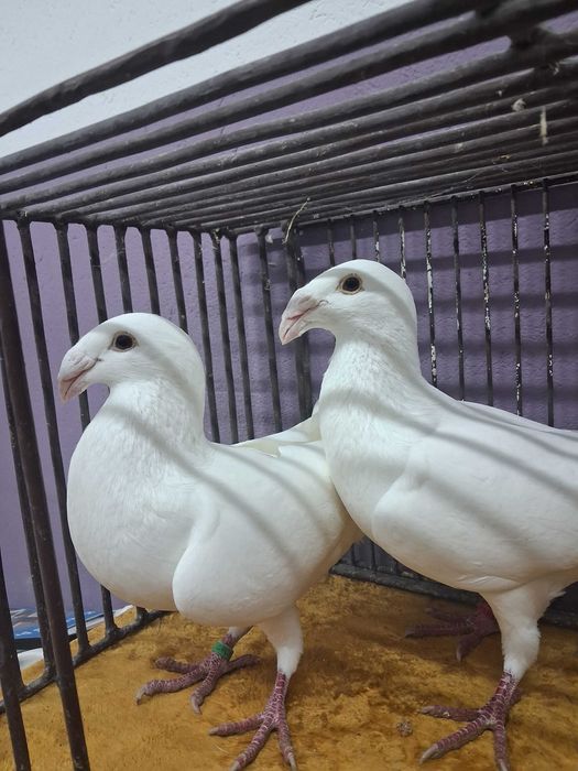 Sprzedam golebie rzeszowskie