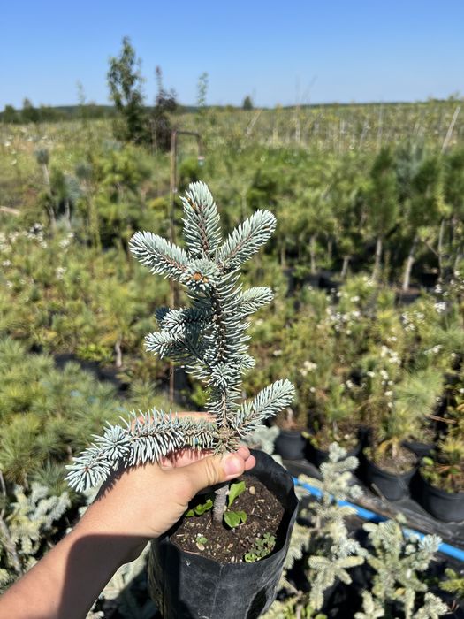 Хупсі (2,3річні), ялина блакитна