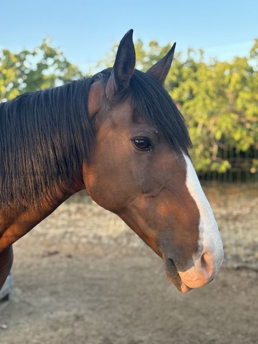 Vendo egua e cavalo