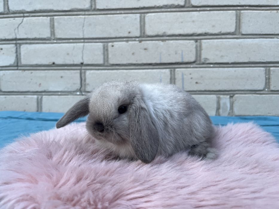 Karzełek Baranek/Mini Lop - Rodowód/Metryka Królik Króliki