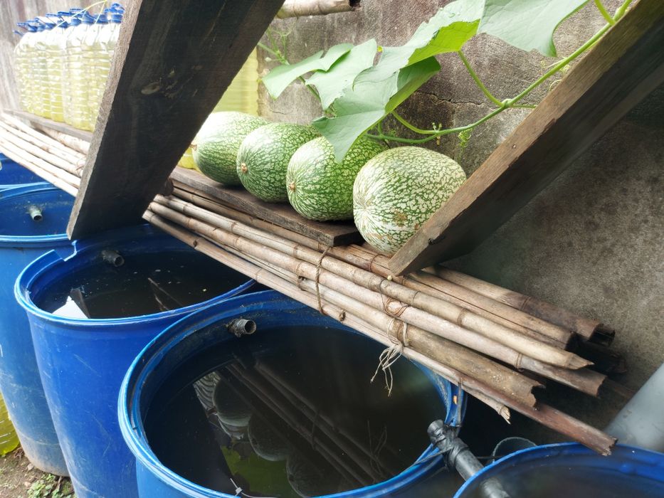 4 cabaças de chila para doces bolos compotas  as 4 por 10 euros