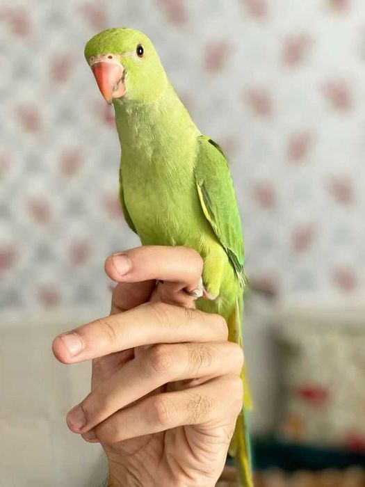 Troco ring neck por outras aves