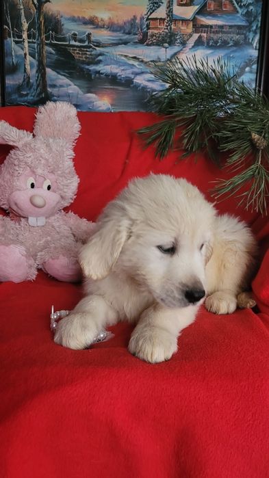 Малыши голден ретриверы