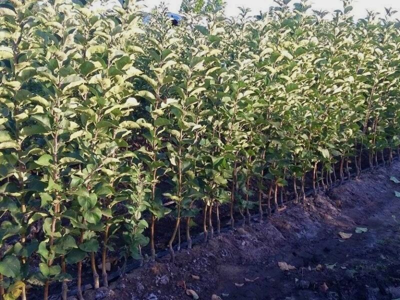 Саджанці яблуні / Саженцы яблони на сад/ Опт