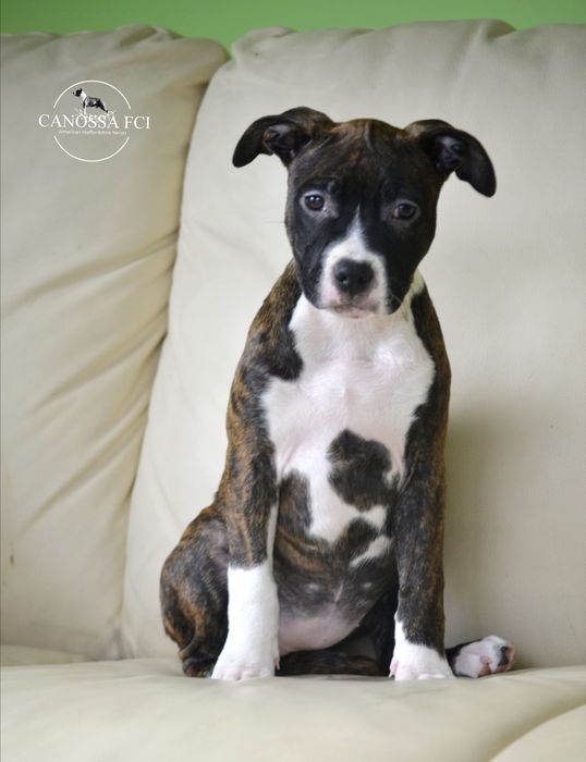 suczka American Staffordshire Terrier, AmStaff  z rod.