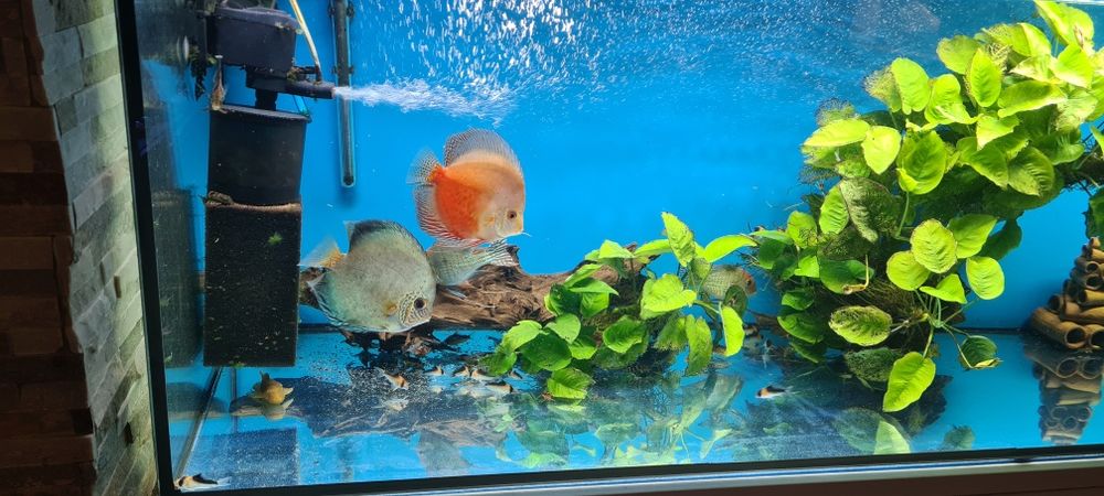 Zestaw akwarium 720L 200x60x60  kompletny z życiem