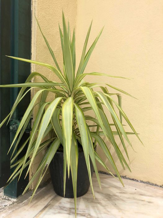 Yuca planta de interior ou exterior