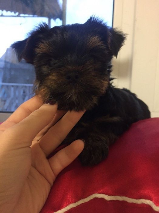 Выбери меня я буду жить у тебя !