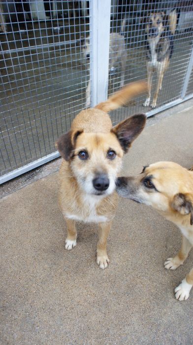 Happy - cao porte medio muito meigo