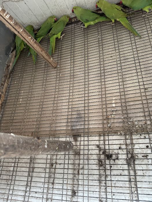 Ring neks verdes de 2024