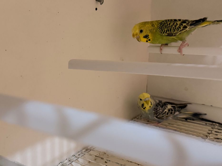 Aves novos 2026