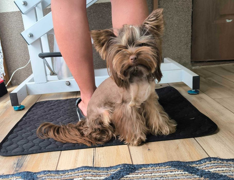 Wesoły piesek Yorkshire terrier czarny podpalany