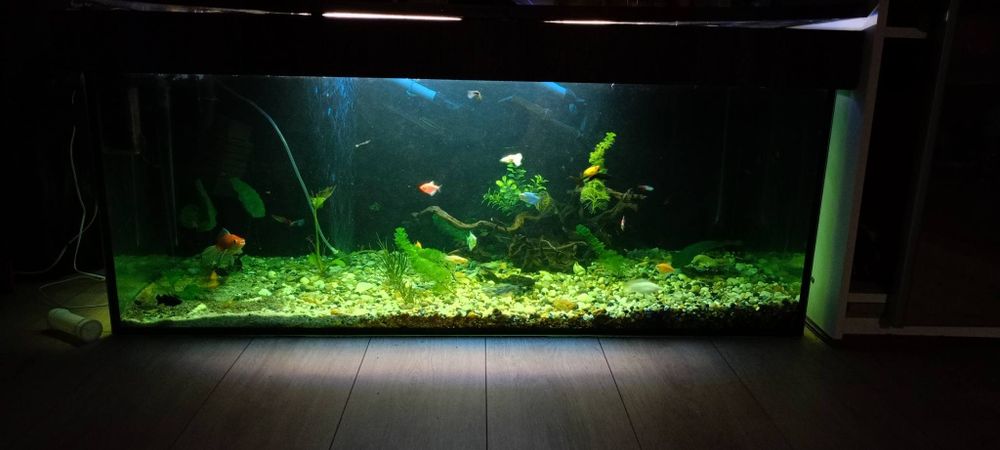 Akwarium 300 Litrów