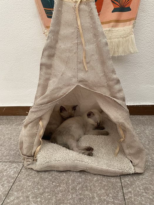 Duas gatinhas irmãs  para adoção responsável – de preferência juntos