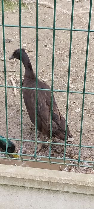 Biegusy Czubate Samice
