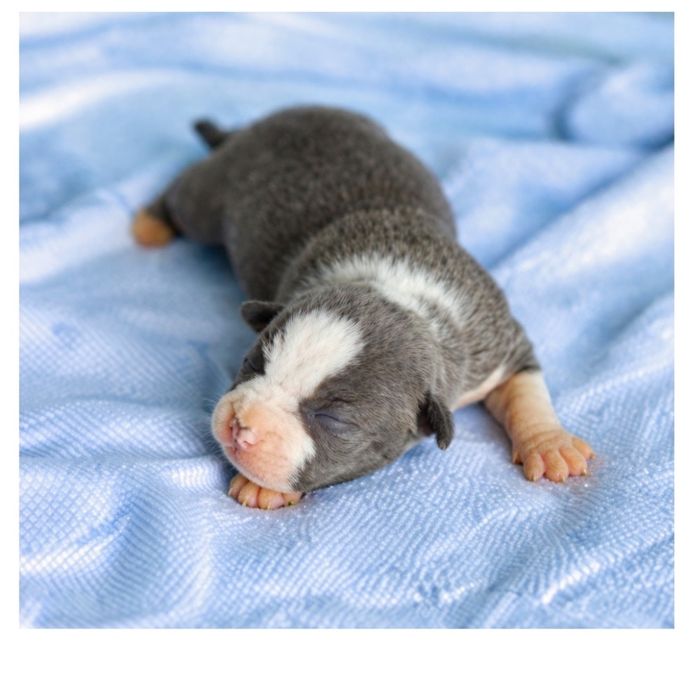 Чистокровні цуценята АСТ