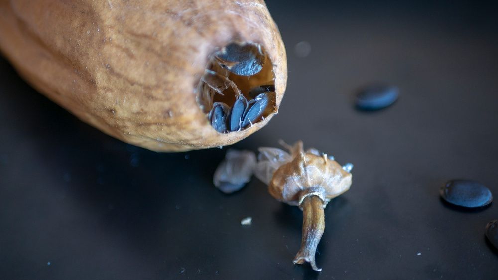 Sementes de Luffa (10 unidades)