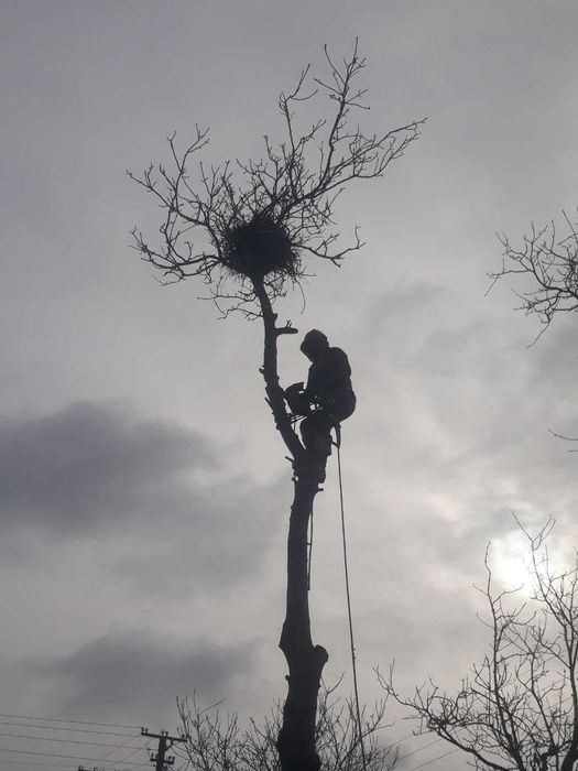 Спилить дерево. Убрать ветки, Попилить на чурки