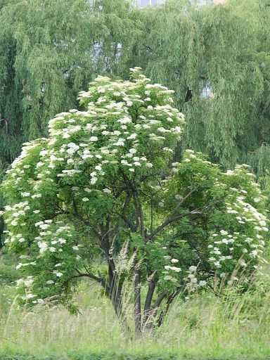 Sadzonki bzu czarnego, BEZ CZARNY