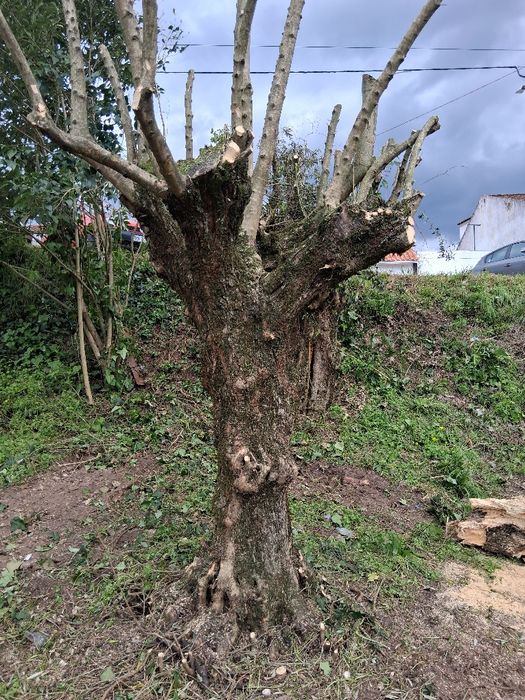 Oliveiras galegas centenárias