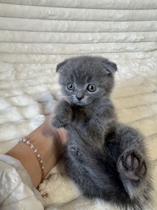 киці кошенята котики