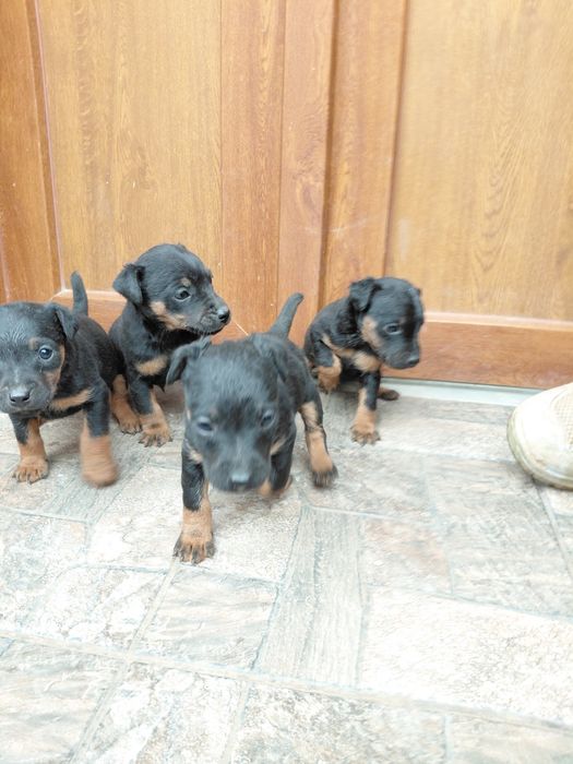 Продаються щенята Ягдтер'єр 
Зроблені прививки та
купірува