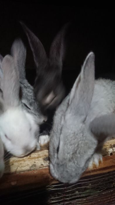 Крольчата красавцы.