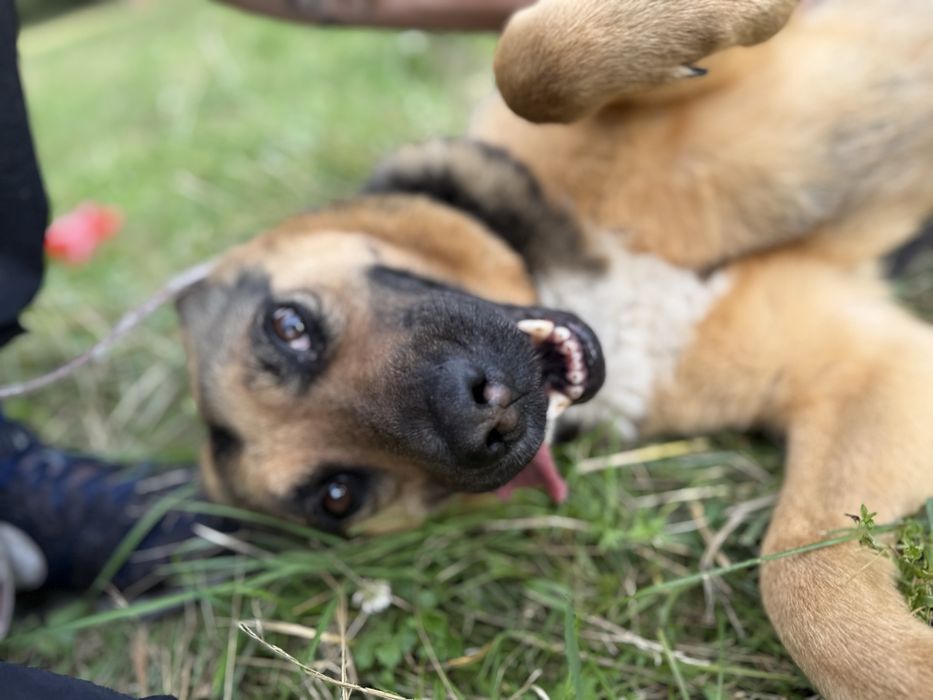 Roxi pogoda i łagodna sunia do adopcji