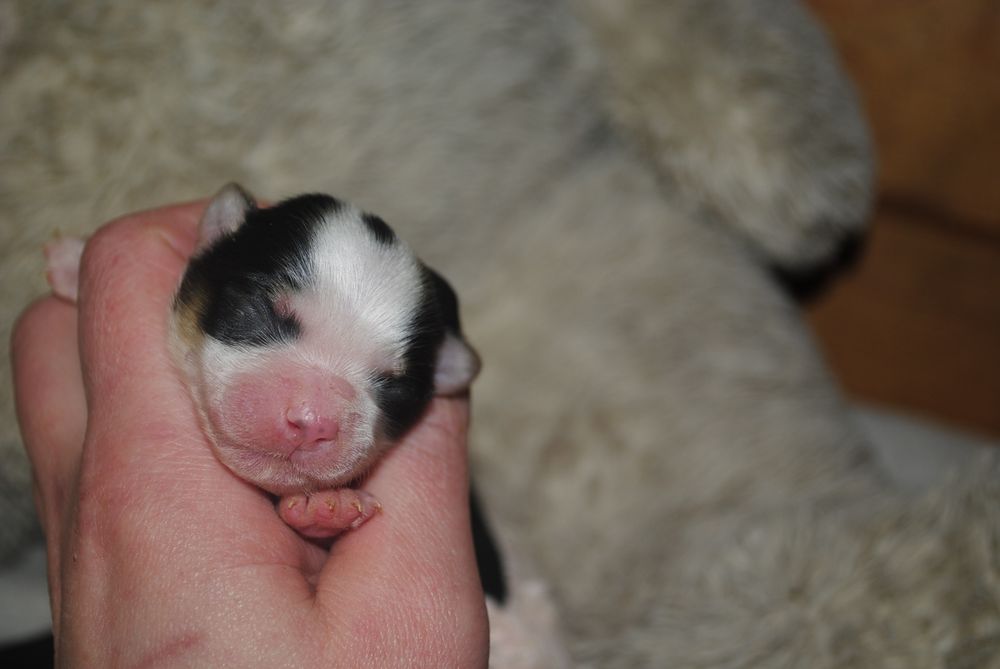 Кольорові йорки мерле та ч/б с документами клуба