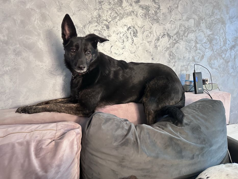 Собака Молли ищет семью