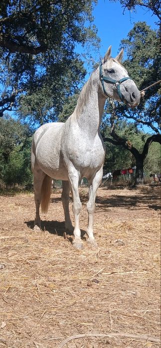 Cavalo cruzado Português
