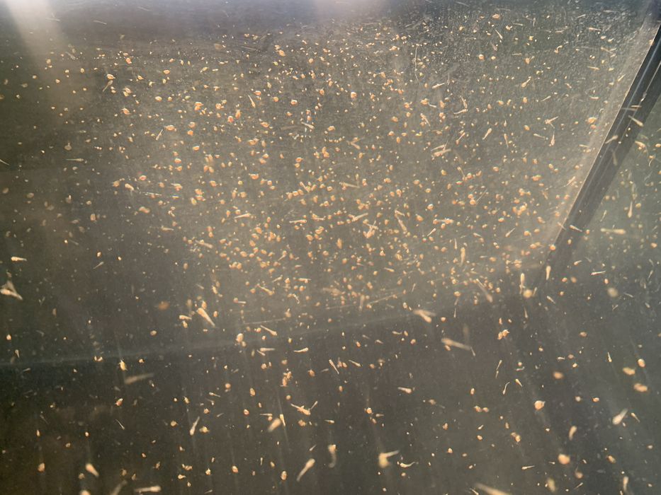 Dafnias vivas - alimento vivo para peixes