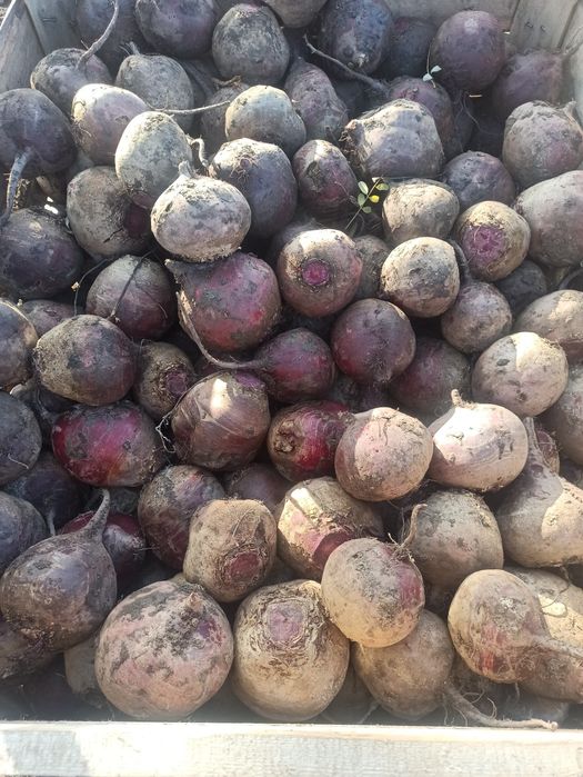 Продам  капуста , цибуля, столовий буряк, .