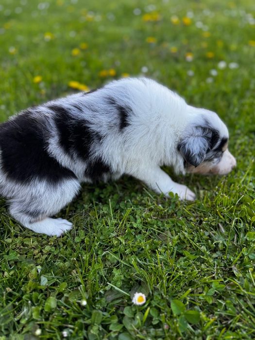 Border Collie FCI chłopak blue merle tri