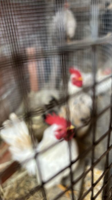 Galinhos serana só machos