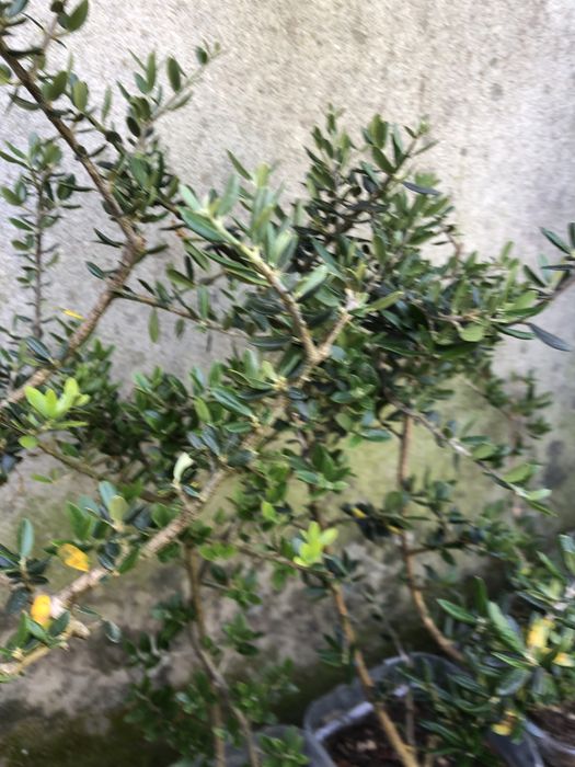 Oliveira para jardim