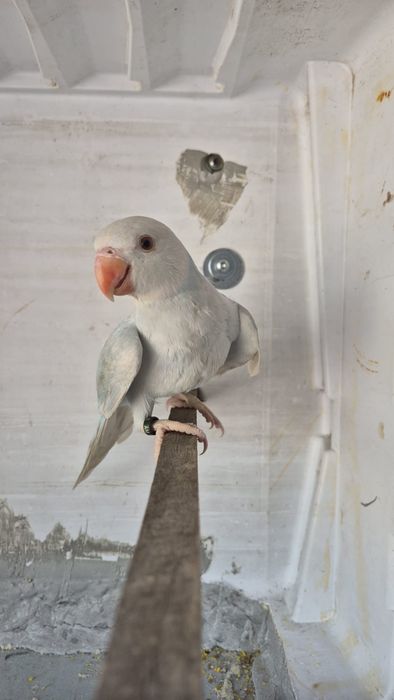 Ring necks criados à mão para venda