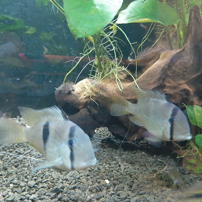 Guianacaras Dacrya (com ofertas)