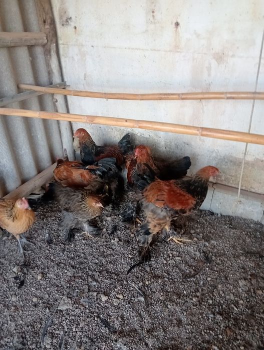 Casais de aves com 6 meses