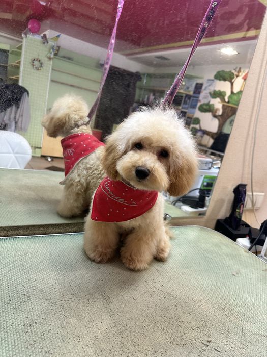 Подросток пудель мальчик