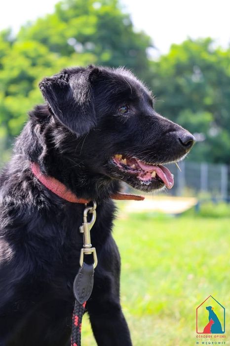 Tufi 195/24 - SZUKA DOMU!