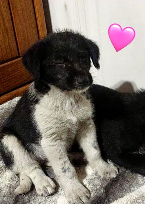 Cães bebés para adoção responsável
