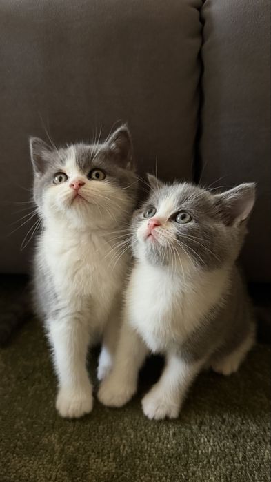 Шотландські кошенята
