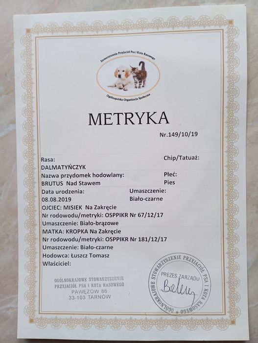 Dalmatyńczyk oddam